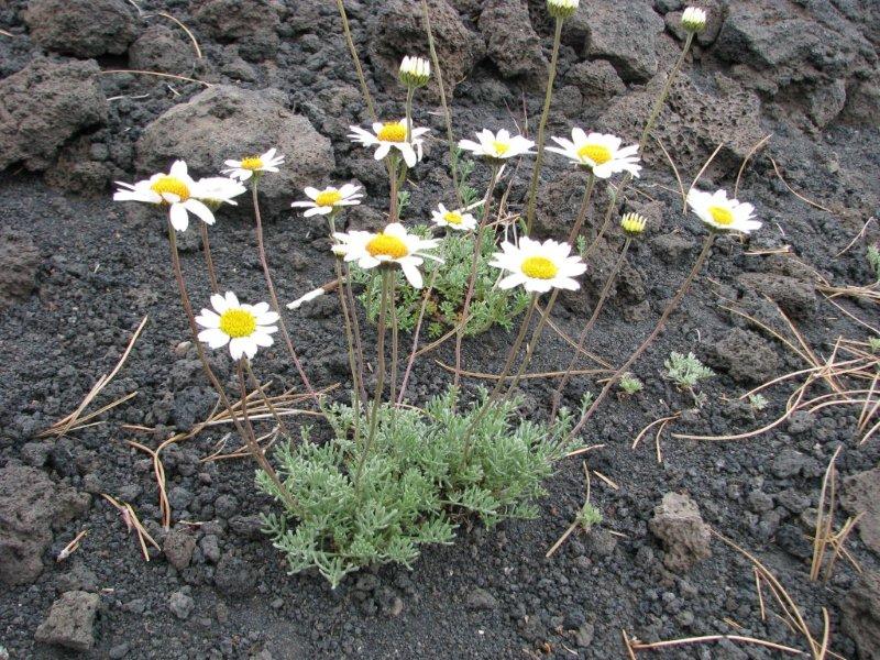 Anthemis aetnensis / Camomilla dellEtna